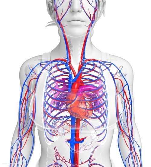 Dolaşım Regülasyonu Nedir?