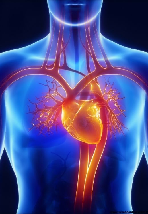 Dolaşım Regülasyonu Samsun