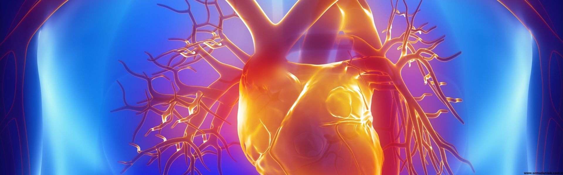 Dolaşım Regülasyonu Samsun