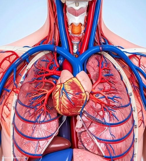 Fizyoterapinin Venöz Sistem Hastalıkları Tedavisindeki Kritik Rolü