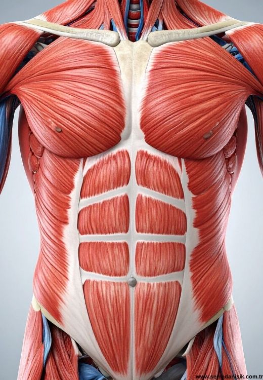 Lif Kopması (Kas Yırtılması) Tedavisi Samsun