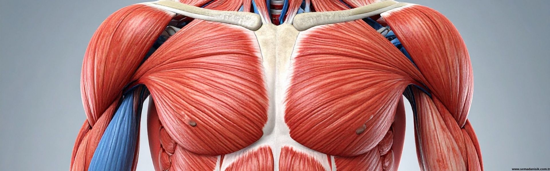 Lif Kopması (Kas Yırtılması) Tedavisi Samsun